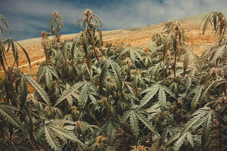 Come Coltivare Cannabis In Condizioni di Siccità
