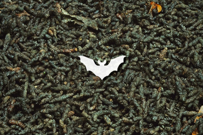 Guano di Pipistrello: Concime Ricco in Macro e Micronutrienti