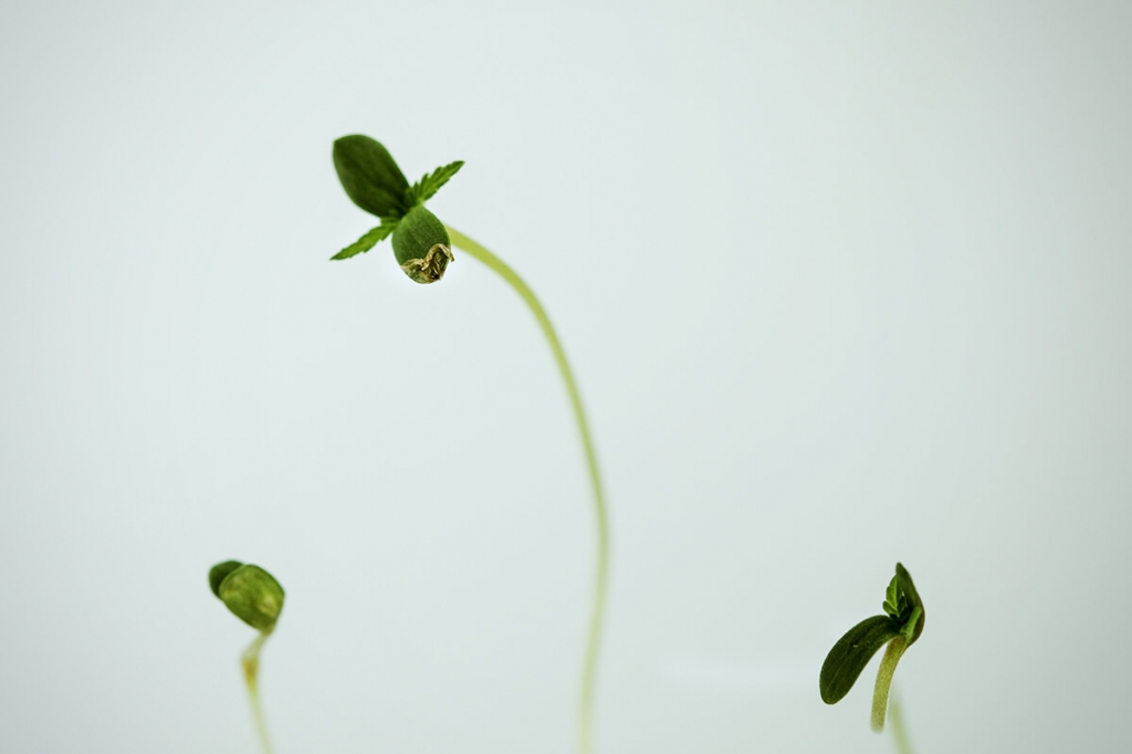 Come gestire l'allungamento delle piantine di cannabis