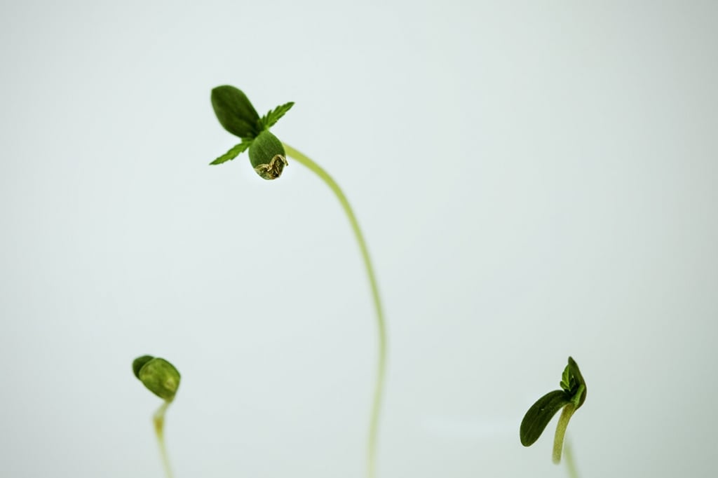 Come gestire l'allungamento delle piantine di cannabis