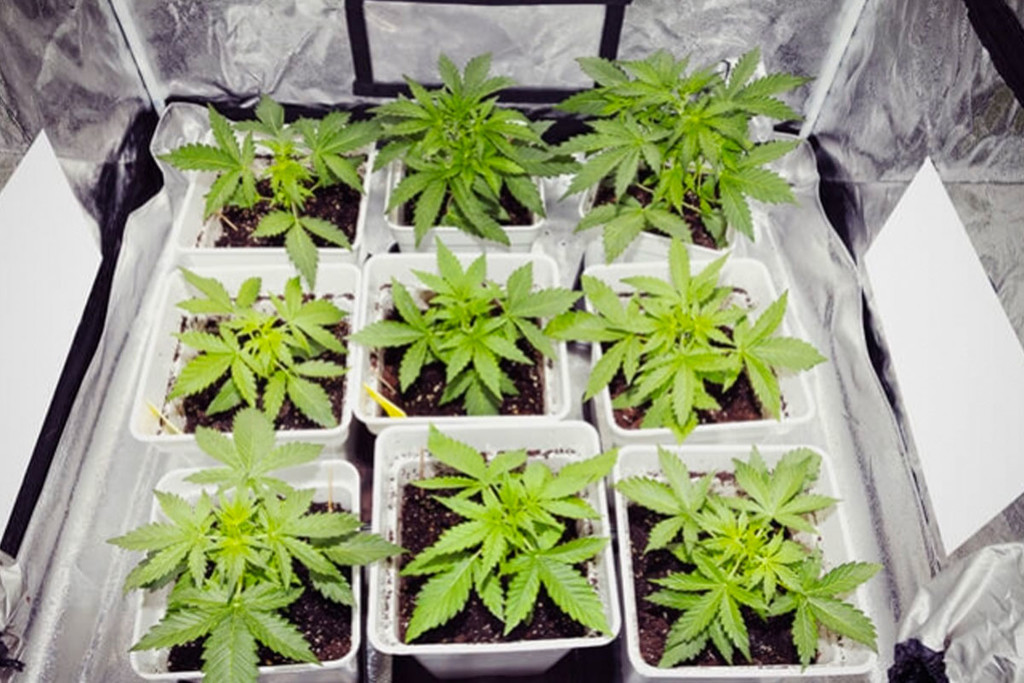 Illuminazione laterale e sotto la chioma per le piante di cannabis
