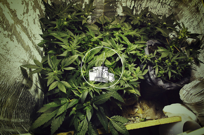 Come pulire un grow box: Guida completa