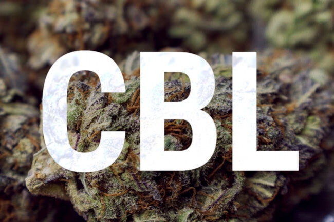Cannabiciclolo: Capire le Basi dei Cannabinoidi