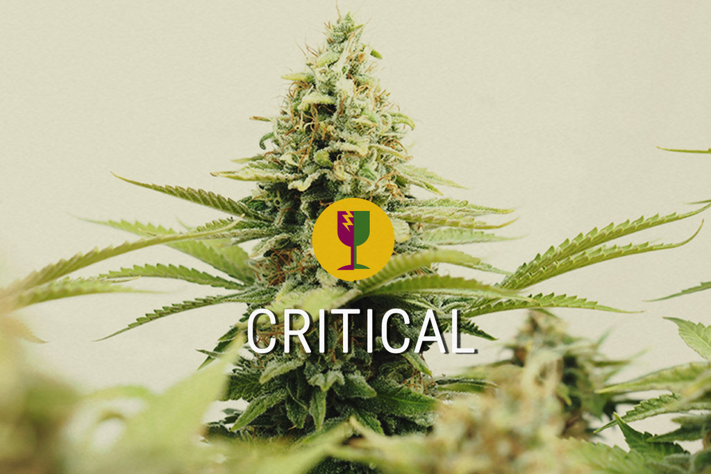 Critical La migliore varietà di cannabis per chi la coltiva per scopi commercial