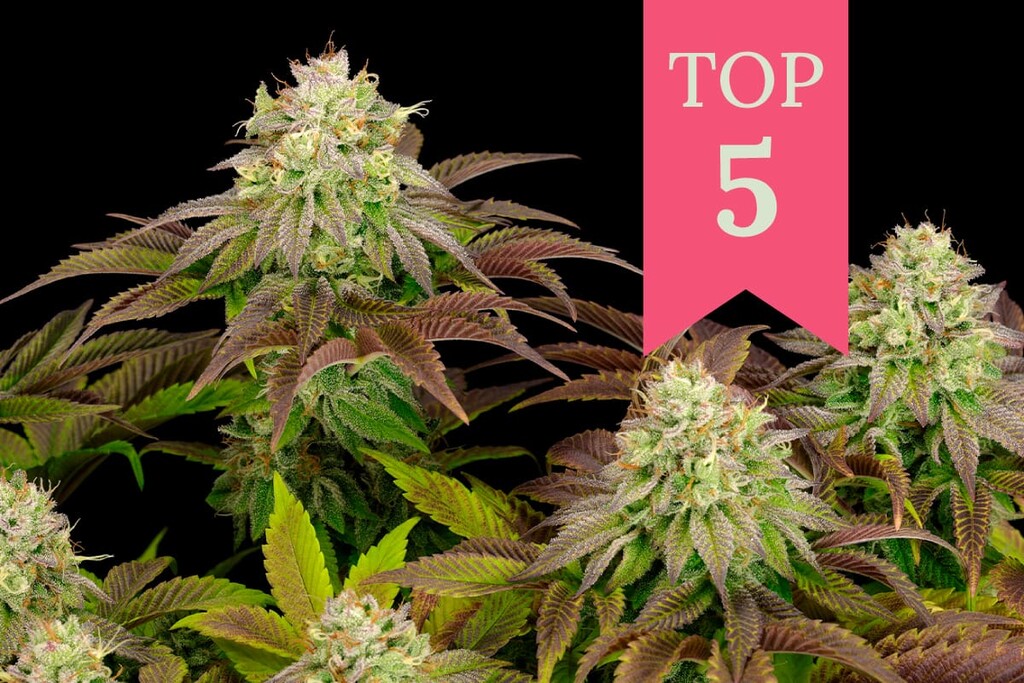 Le 5 varietà di cannabis indica più potenti