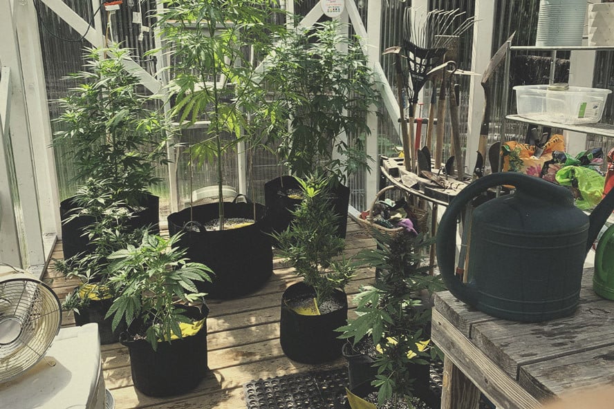 Come Costruire la Migliore Serra per Coltivare Marijuana