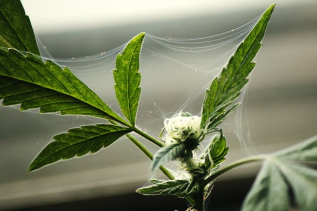 Come proteggere la vostra coltivazione outdoor di cannabis dagli insetti