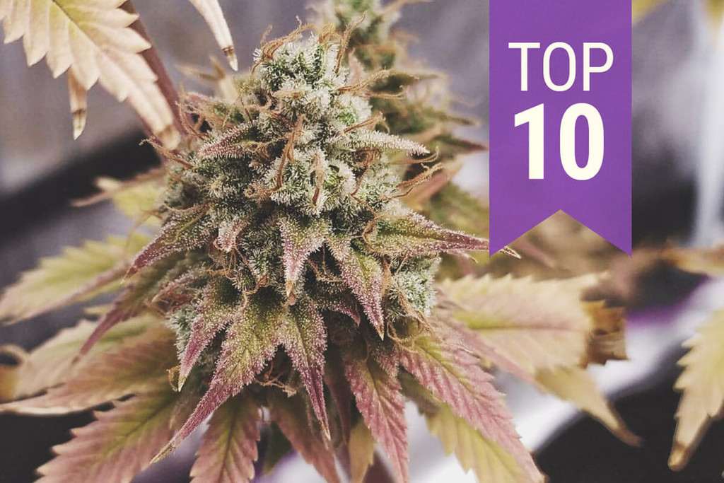 Le 10 varietà più ricche di THC del 2025