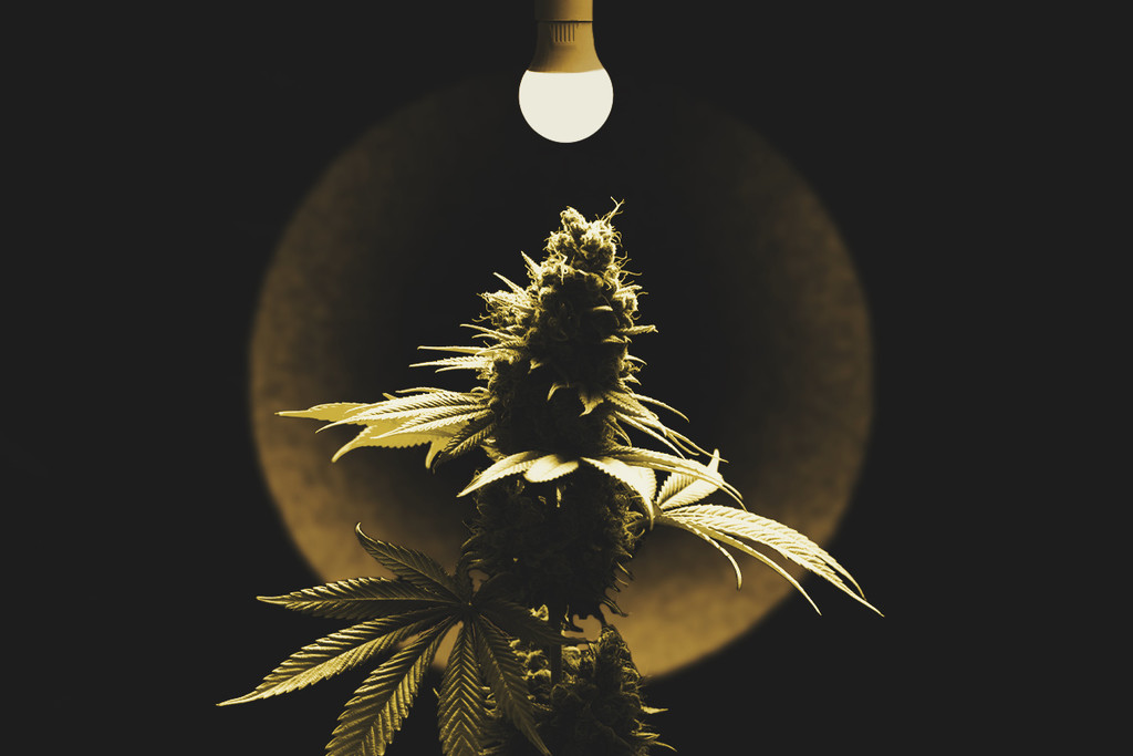 Come Individuare e Trattare una Bruciatura da Luce sulle Piante di Cannabis