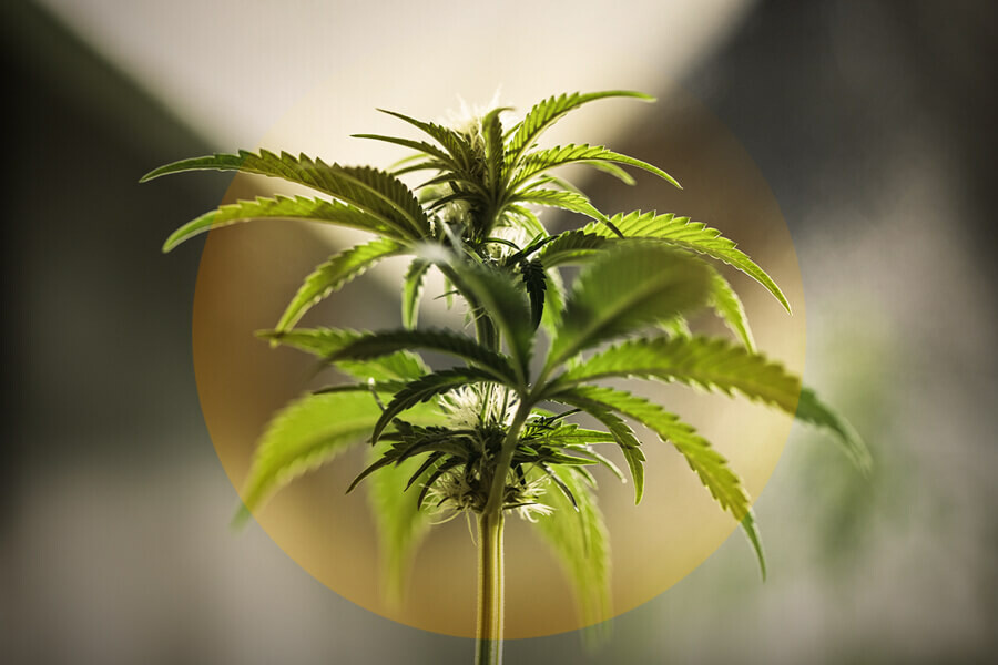 Come individuare e trattare le bruciature da luce sulle piante di cannabis