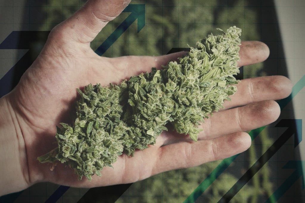 16 Trucchi per Aumentare le Rese di una Coltura di Cannabis - RQS Blog