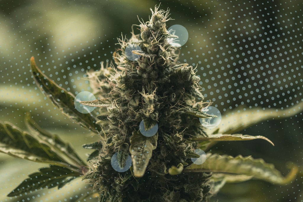 Foglioline resinose di cannabis: Cosa sono e come usarle