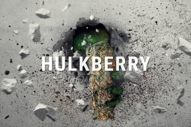 HulkBerry: La Kush con l'Alter Ego Sativa