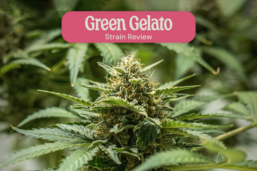 Recensione della varietà Green Gelato