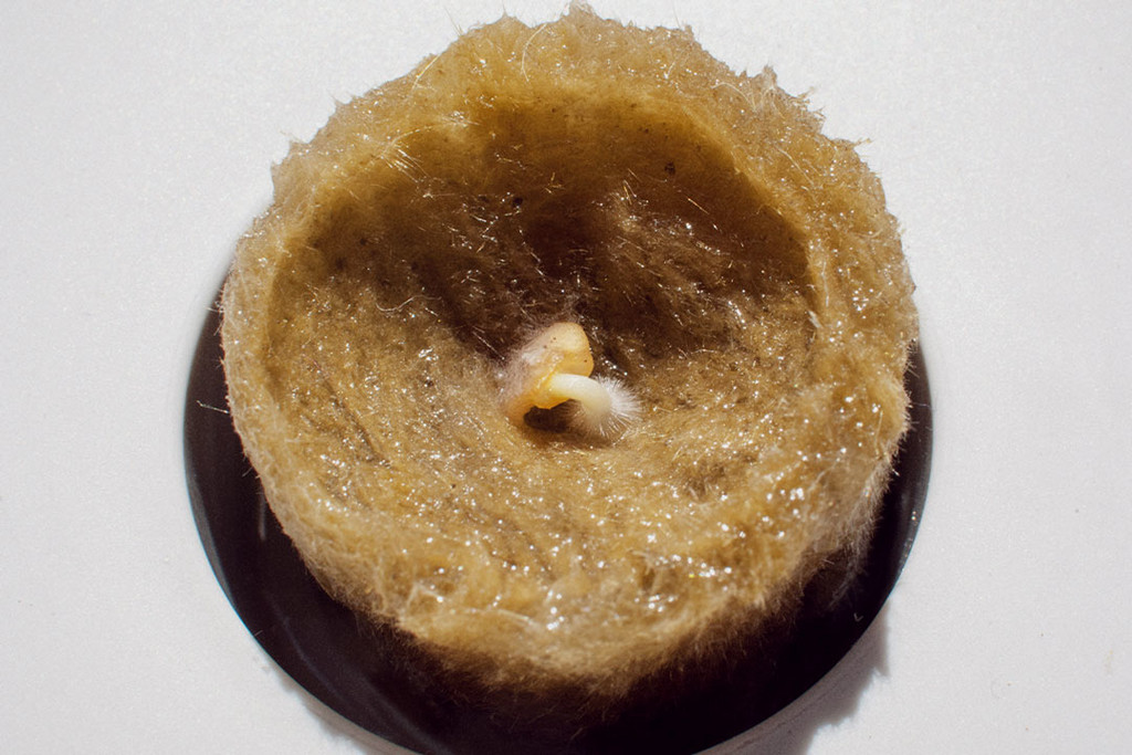 Come usare la lana di roccia per coltivare cannabis