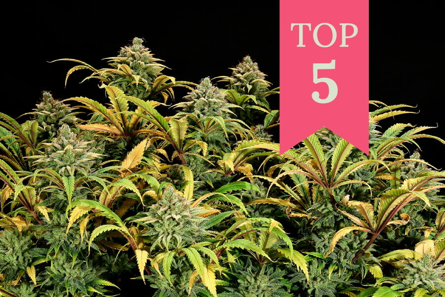 Le migliori varietà di cannabis per il metodo Sea of Green (SOG)