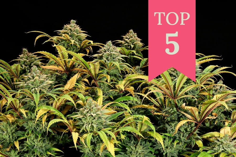 Le migliori varietà di cannabis per il metodo Sea of Green (SOG)