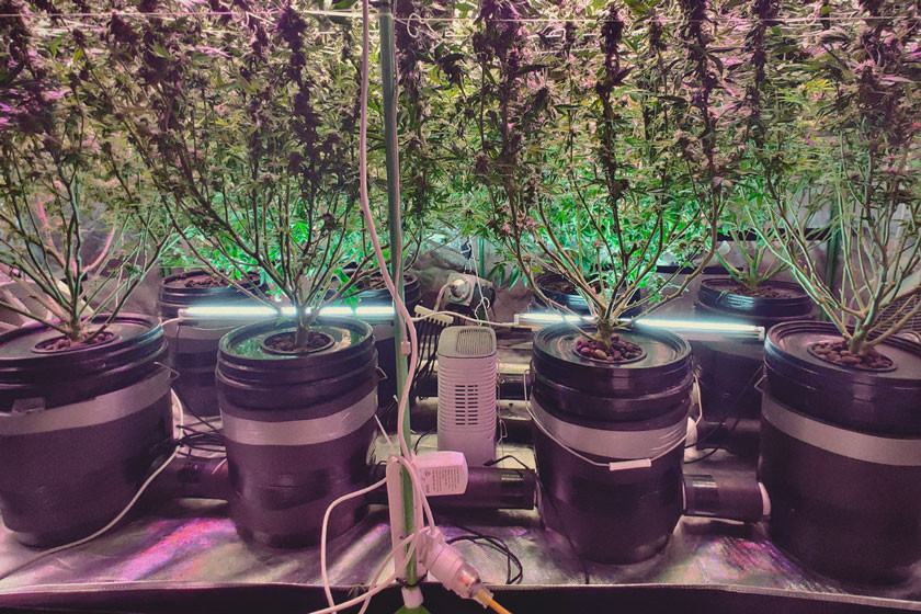 Ottieni Rendimenti Colossali dalla Cannabis Con La Coltura in Acque Profonde (DWC)