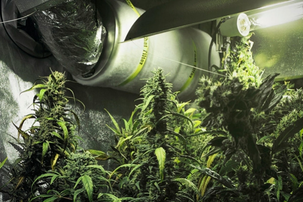 Come Usare i Filtri ai Carboni Attivi in una Grow Room