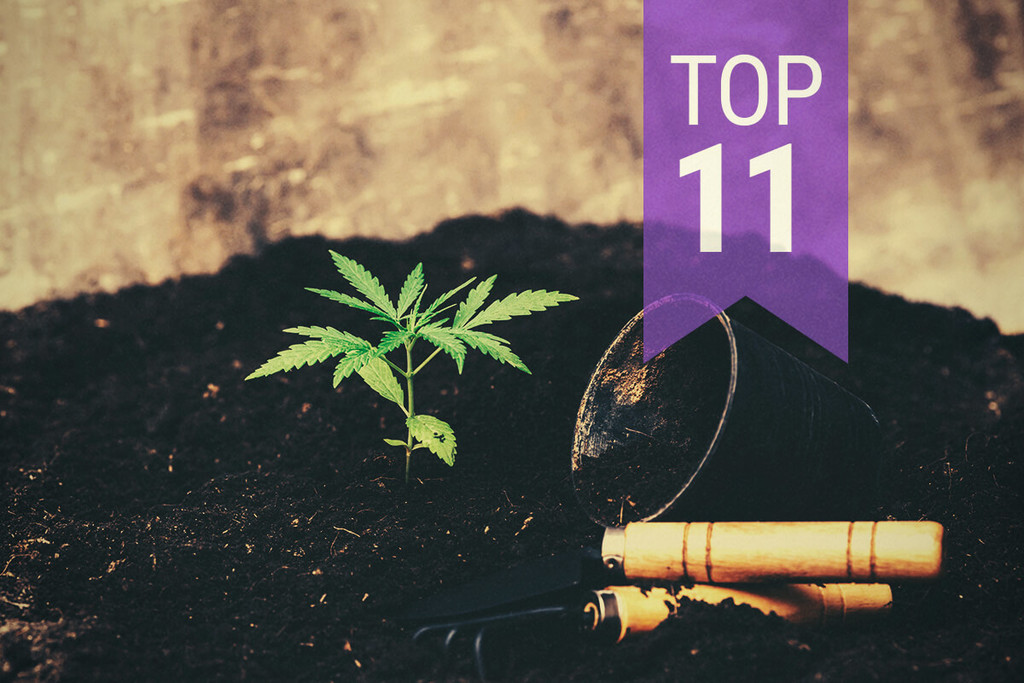 Gli 11 Errori da Evitare Quando Si Coltiva Cannabis