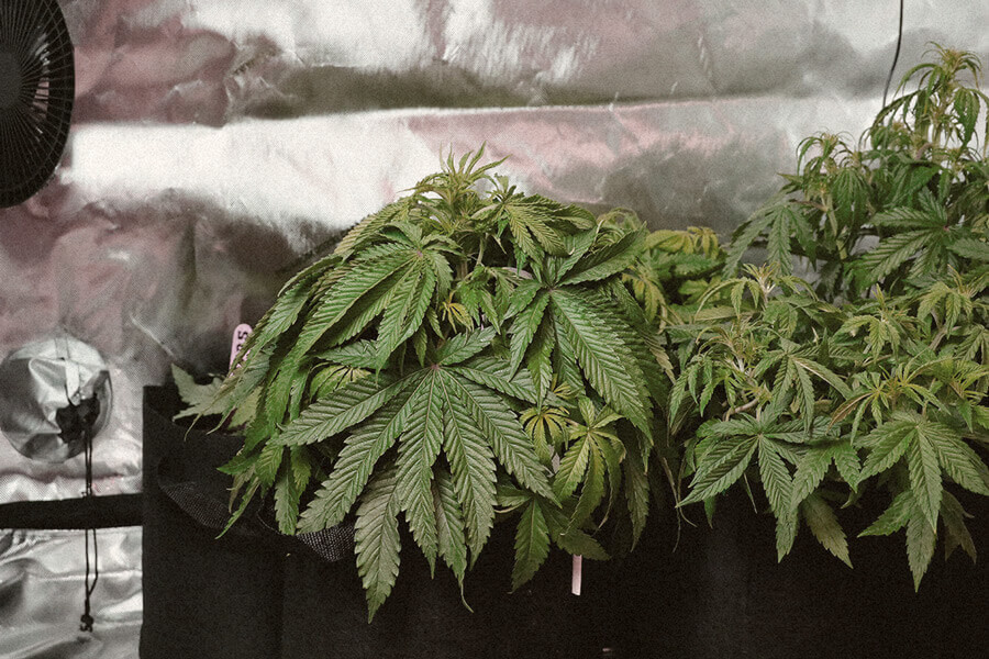 Come prevenire la verticillosi nelle coltivazioni di cannabis