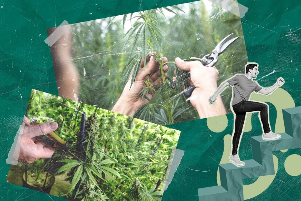 Innestare la cannabis: Come coltivare più varietà su una sola pianta