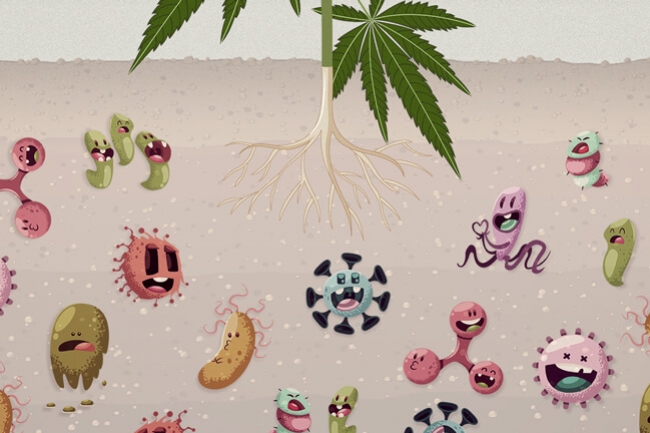 Perché i Microbi del Suolo Sono Vitali in una Coltura di Cannabis