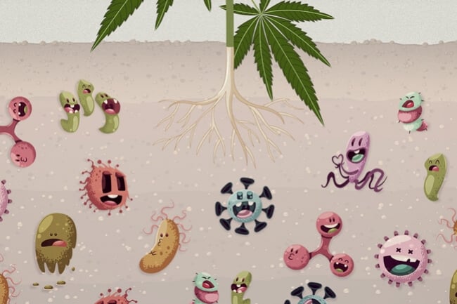 Perché i Microbi del Suolo Sono Vitali in una Coltura di Cannabis