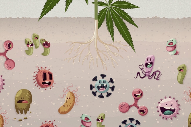 Perché i Microbi del Suolo Sono Vitali in una Coltura di Cannabis