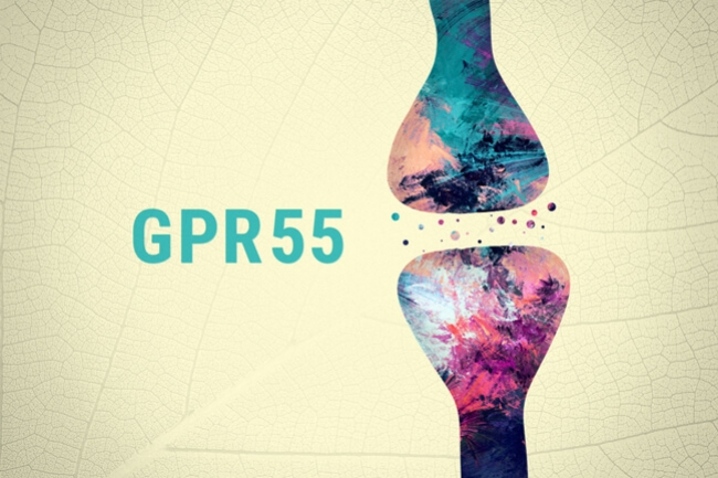GPR55 è il terzo recettore dei cannabinoidi?
