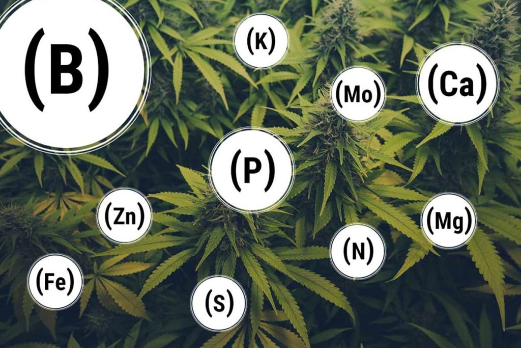 Come Prevenire e Risolvere le Carenze Nutrizionali della Cannabis