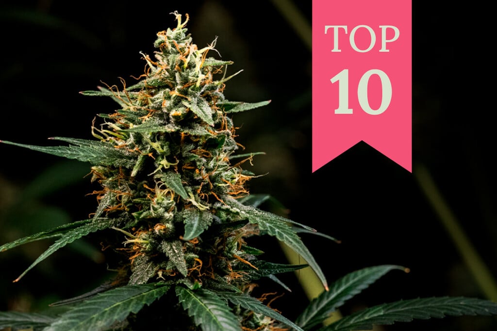 Le 10 migliori varietà di cannabis Kush