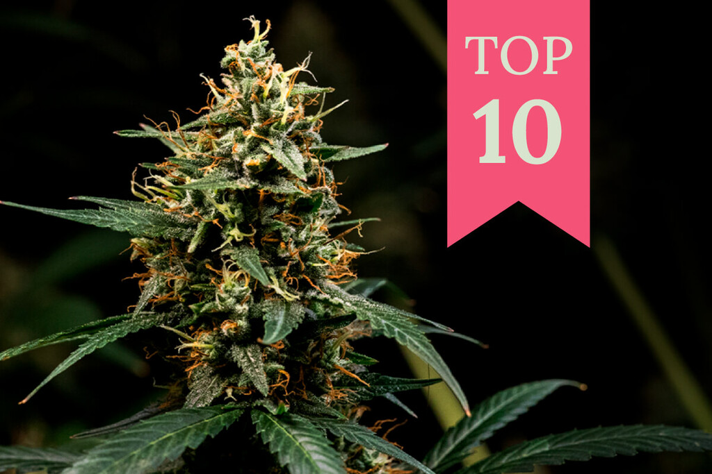Le 10 migliori varietà di cannabis Kush
