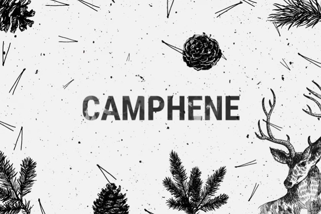 Canfene – Un Terpene Secondario dal Grande Potenziale Terapeutico