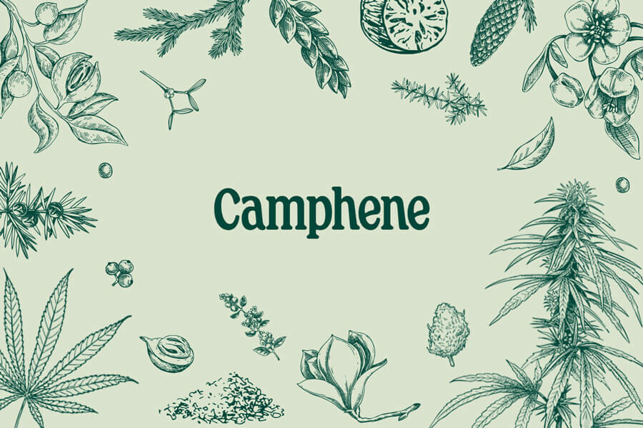 Canfene – Un Terpene Secondario dal Grande Potenziale Terapeutico