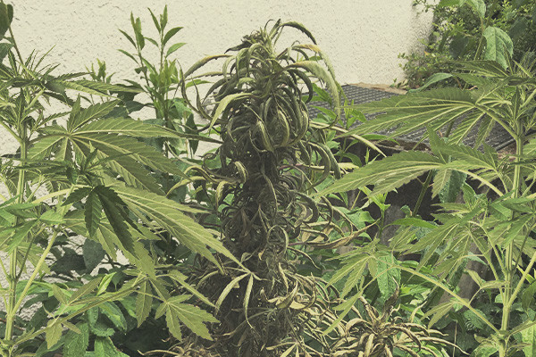 Identificare e trattare le comuni malattie della cannabis