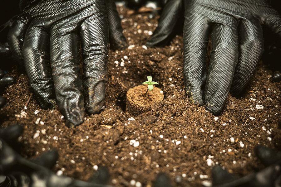 Il Miglior Terriccio Per Coltivare La Cannabis Autofiorente