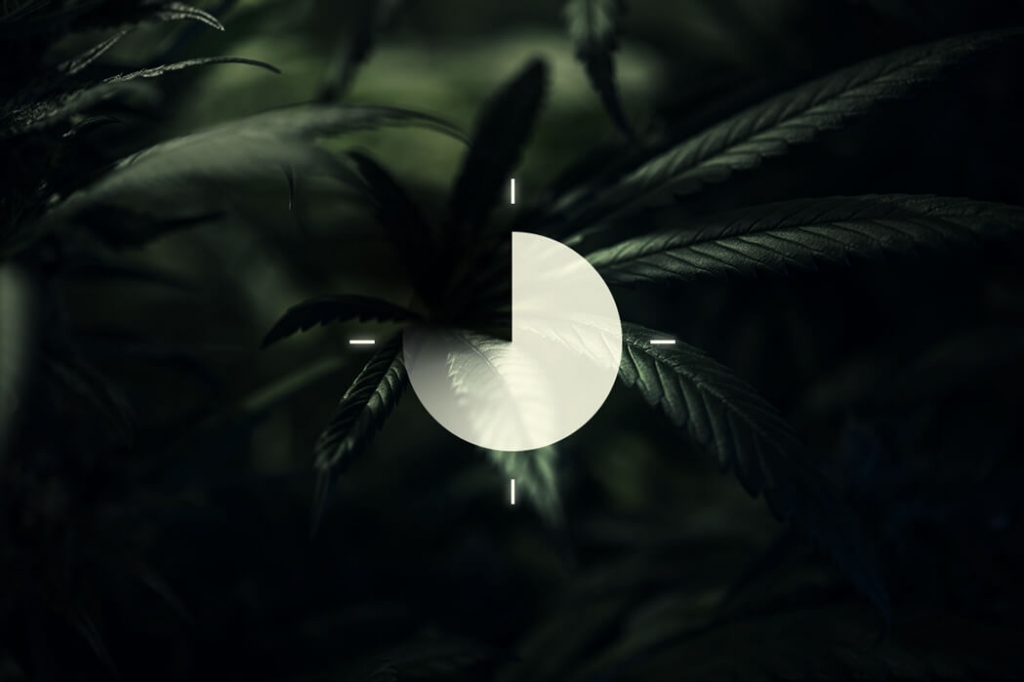 L'importanza del ciclo di buio nelle coltivazioni di cannabis