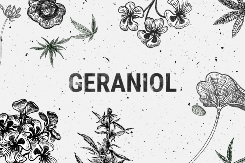 Geraniolo: Un interessante terpene della cannabis