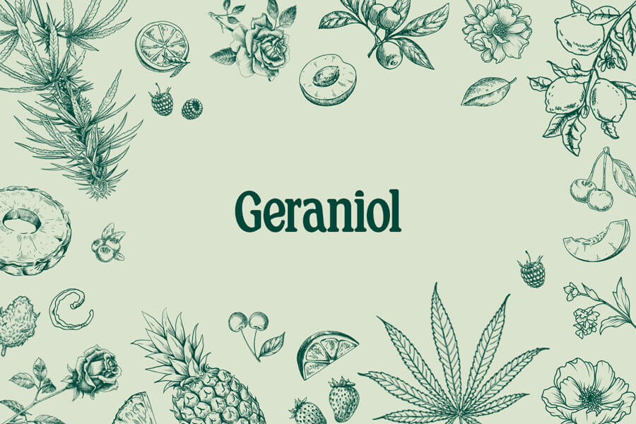 Geraniolo: Un interessante terpene della cannabis