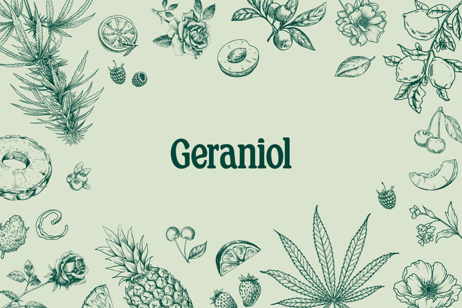 Geraniolo: Un terpene dolce e floreale con un potenziale enorme