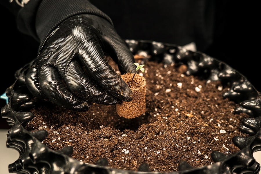 Come e quando trapiantare le piantine di cannabis