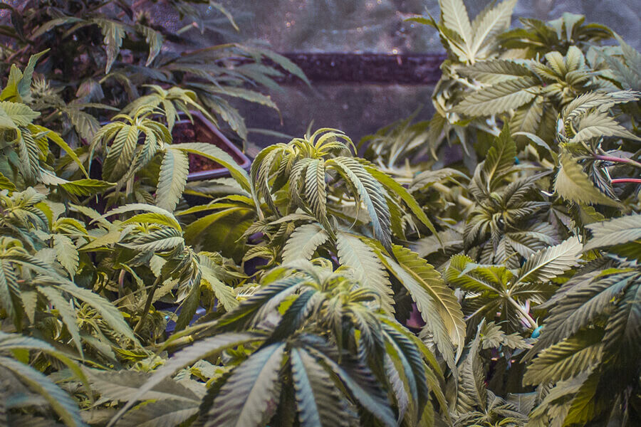 Perché le foglie di cannabis si arricciano? Cause principali e rimedi