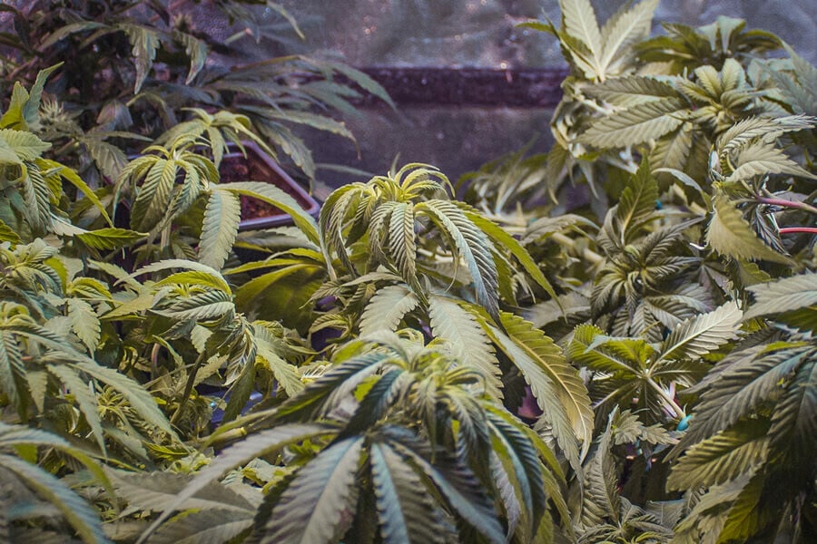 Perché le foglie di cannabis si arricciano? Cause principali e rimedi