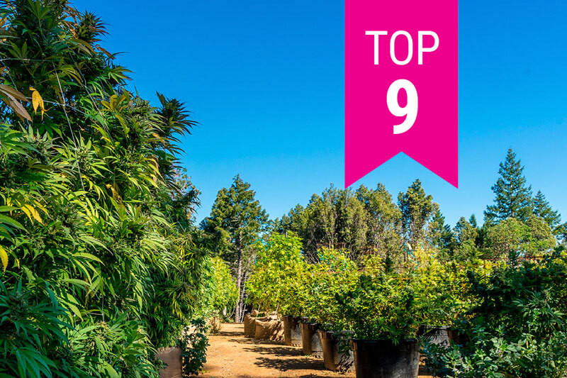 Le migliori 9 varietà di cannabis californiane del 2025