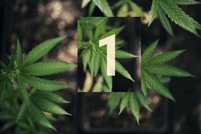 Coltivare La Cannabis Outdoor E Fuori Dai Radar Parte 1: Inizio