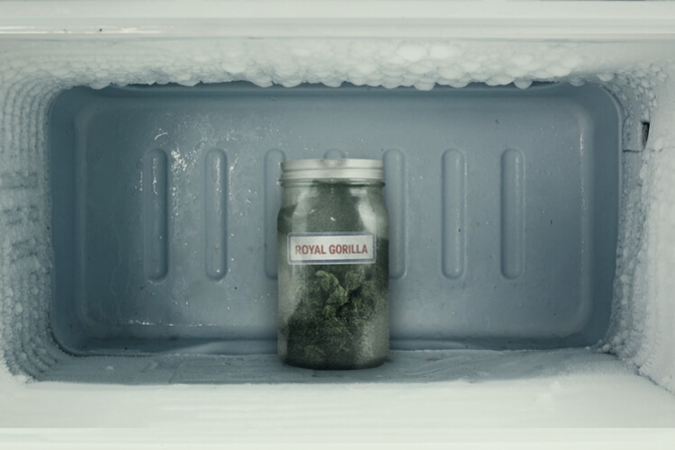 È Davvero Possibile Congelare La Cannabis?