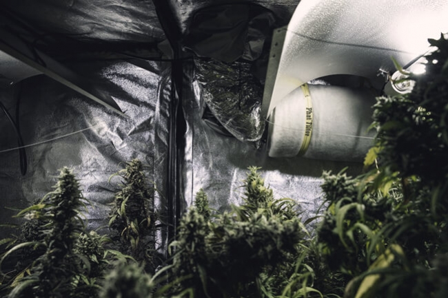 I migliori materiali riflettenti per coltivare cannabis indoor