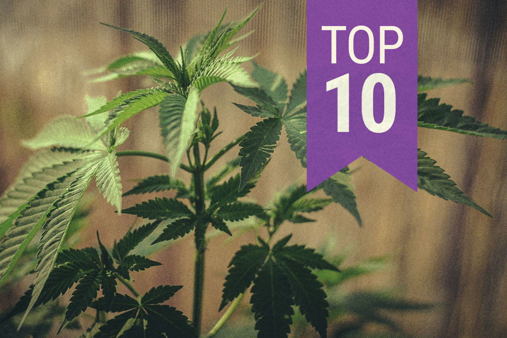 10 Consigli Per Coltivare Cannabis: Risposte a Domande Frequenti