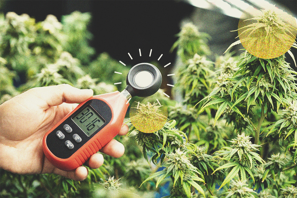 Come Usare un Esposimetro per Aumentare la Produzione di Cannabis
